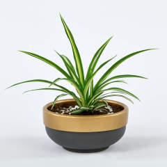 Gri Gold Sukulent Saksı