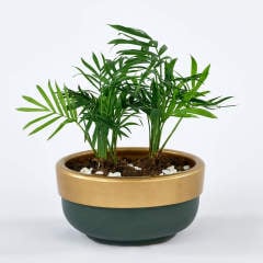 Yeşil Gold Sukulent Saksı