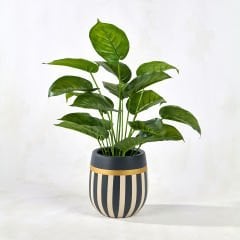 Armoni Small Saksı