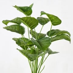 Rugosum Yeşil Bitki