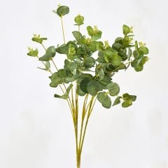 Okaliptus Dal