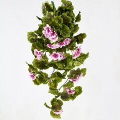 Sarmaşık Sardunya Pembe