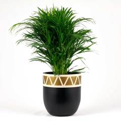 Armoni Gold 37x40