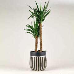 Armoni Gümüş 32x38