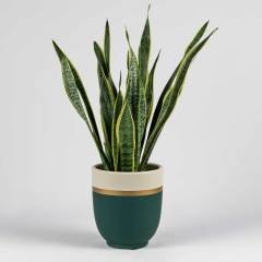 Maksima Vuslat 28x32